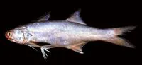 East Asian fourfinger threadfin (Eleutheronema rhadinum)