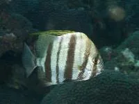 East Atlantic African spadefish (Ephippus goreensis)