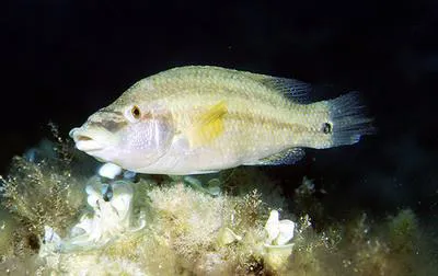East Atlantic peacock wrasse (Symphodus tinca)