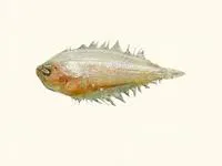 East coast flounder (Arnoglossus dalgleishi)