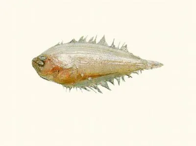 East coast flounder (Arnoglossus dalgleishi)