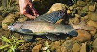 East Siberian grayling (Thymallus pallasii)