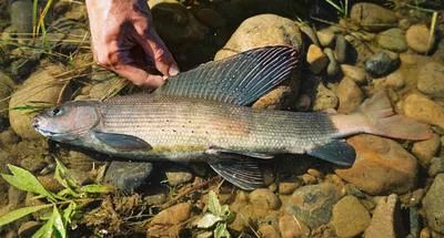 East Siberian grayling (Thymallus pallasii)