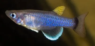 Eastcoast lampeye (Pantanodon stuhlmanni)
