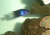 Easter damselfish (Chrysiptera rapanui)