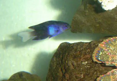 Easter damselfish (Chrysiptera rapanui)