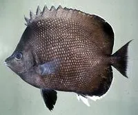 Easter Island butterflyfish (Chaetodon litus)