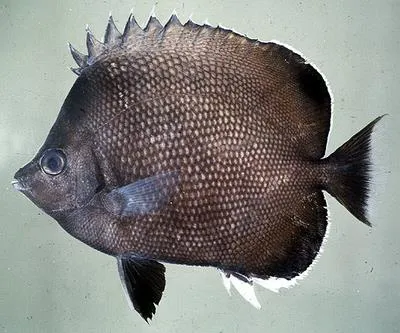 Easter Island butterflyfish (Chaetodon litus)