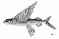Easter island flyingfish (Cheilopogon rapanouiensis)