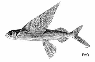 Easter island flyingfish (Cheilopogon rapanouiensis)