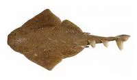Eastern Angel Shark (Squatina albipunctata)