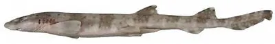 Eastern banded catshark (Atelomycterus marnkalha)
