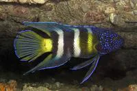 Eastern blue devil (Paraplesiops bleekeri)