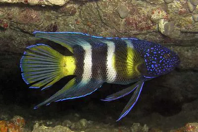 Eastern blue devil (Paraplesiops bleekeri)