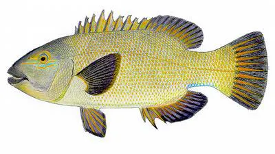 Eastern blue groper (Achoerodus viridis)
