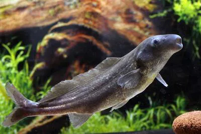 Eastern bottlenose mormyrid (Mormyrus longirostris)