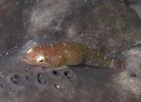 Eastern cleaner-clingfish (Cochleoceps orientalis)