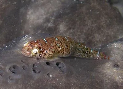 Eastern cleaner-clingfish (Cochleoceps orientalis)