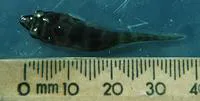 Eastern clingfish (Aspasmogaster costata)