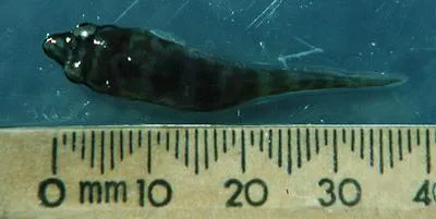 Eastern clingfish (Aspasmogaster costata)