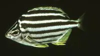 Eastern footballer (Atypichthys latus)