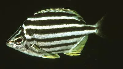 Eastern footballer (Atypichthys latus)