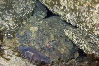 Eastern frogfish (Batrachomoeus dubius)