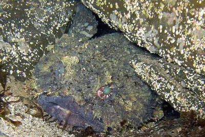 Eastern frogfish (Batrachomoeus dubius)