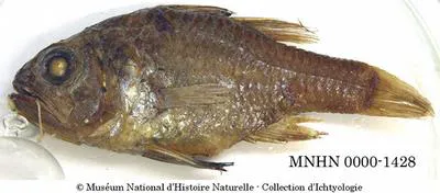Eastern gobbleguts (Vincentia novaehollandiae)