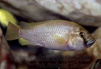 Eastern happy (Astatotilapia calliptera)
