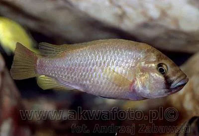 Eastern happy (Astatotilapia calliptera)