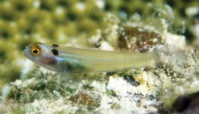 Eastern headspot pygmygoby (Eviota karaspila)