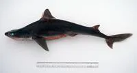Eastern highfin spurdog (Squalus albifrons)