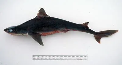Eastern highfin spurdog (Squalus albifrons)
