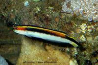 Eastern hulafish (Trachinops taeniatus)