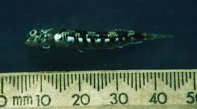 Eastern jumping blenny (Lepidoblennius haplodactylus)