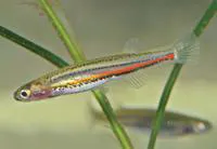 Eastern little galaxias (Galaxiella pusilla)