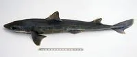 Eastern longnose spurdog (Squalus grahami)