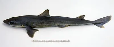 Eastern longnose spurdog (Squalus grahami)