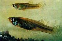Eastern mosquitofish (Gambusia holbrooki)