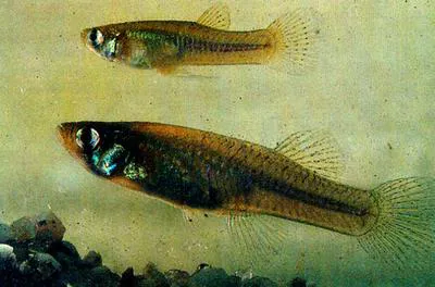 Eastern mosquitofish (Gambusia holbrooki)