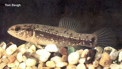 Eastern mudminnow (Umbra pygmaea)