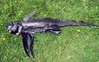 Eastern Pacific Black Ghostshark (Hydrolagus melanophasma)