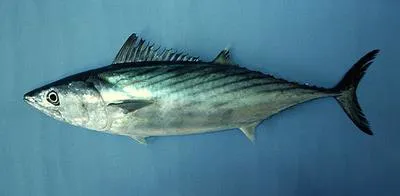 Eastern Pacific bonito (Sarda chiliensis chiliensis)