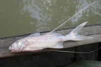 Eastern paradise fish (Polynemus dubius)
