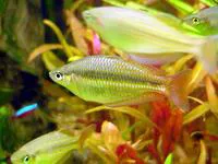 Eastern rainbow fish (Melanotaenia splendida splendida)
