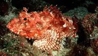 Eastern red scorpionfish (Scorpaena cardinalis)