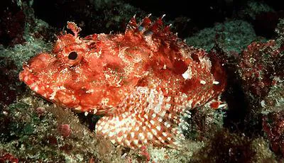 Eastern red scorpionfish (Scorpaena cardinalis)