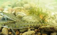 Eastern sand darter (Ammocrypta pellucida)