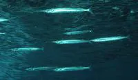 Eastern sea garfish (Hyporhamphus australis)